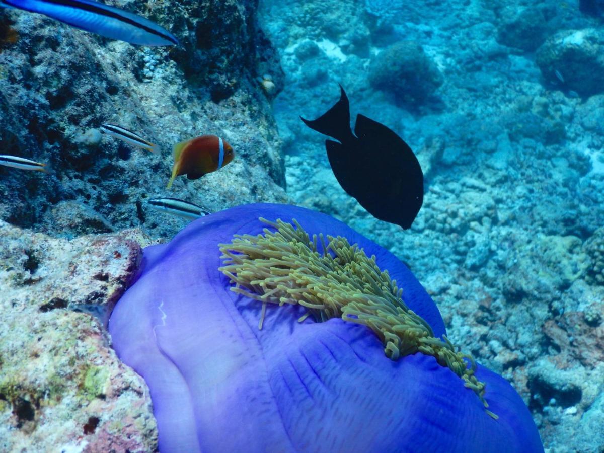 Dhigurah Beach Inn المظهر الخارجي الصورة