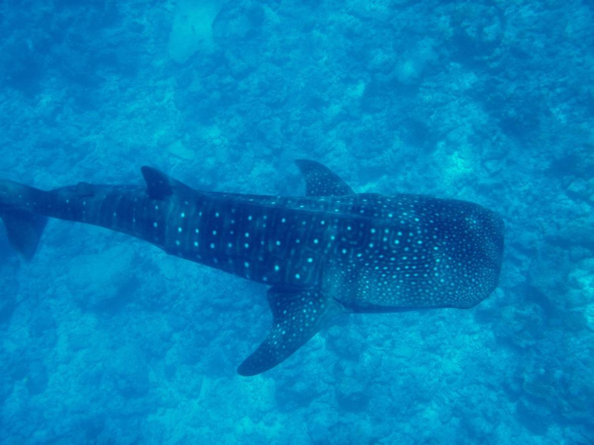 Dhigurah Beach Inn المظهر الخارجي الصورة